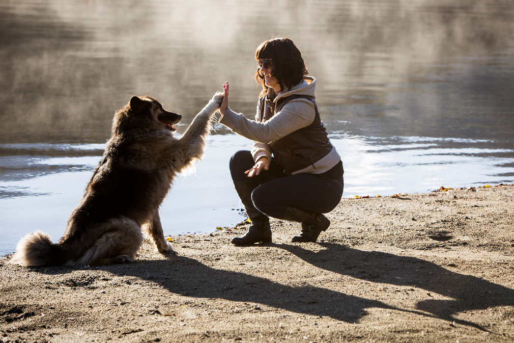 Young woman high fives her half wolf dog.